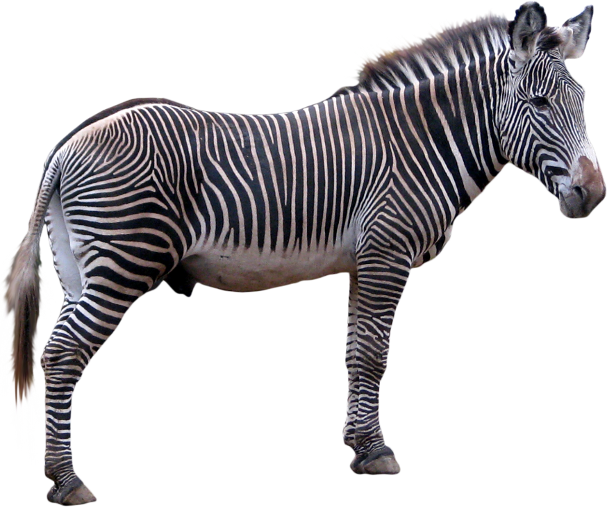 Zebra Png - Animal, Transparent background PNG HD thumbnail