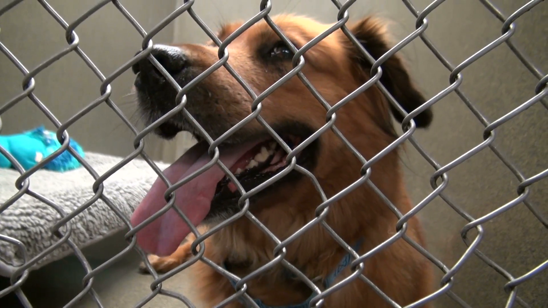 Adorable Dog Sitting In Cage At Animal Shelter Stock Video Footage   Videoblocks - Animal Shelter, Transparent background PNG HD thumbnail