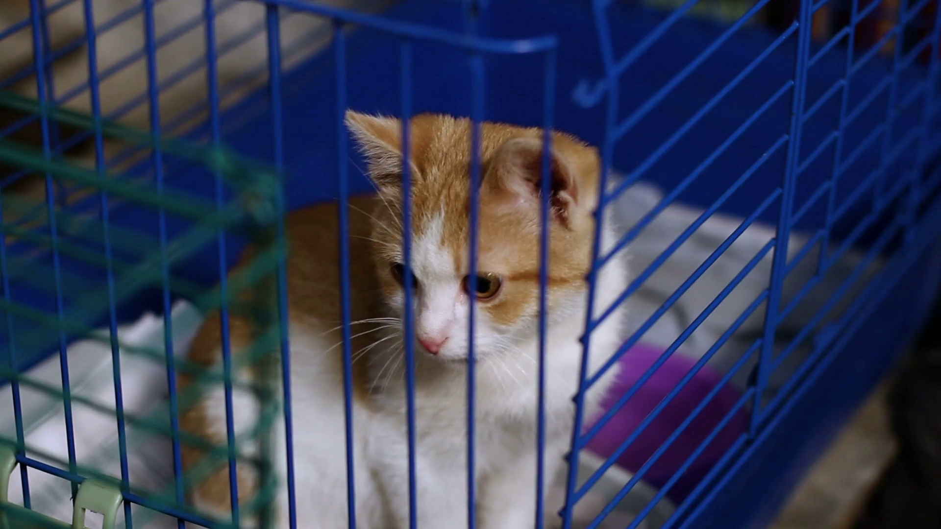 Close Up Shot Of Cute Mongrel Little Kitty Sitting In The Cage At The Animal Shelter. Hd Stock Video Footage   Videoblocks - Animal Shelter, Transparent background PNG HD thumbnail