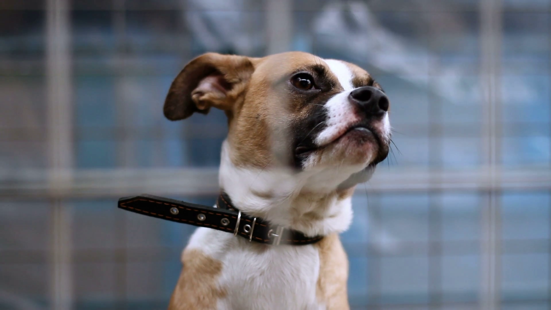 Close Up Shot Of Muzzle Of Cute Mongrel Dog Behind The Bars Of Animal Shelter. Hd Stock Video Footage   Videoblocks - Animal Shelter, Transparent background PNG HD thumbnail