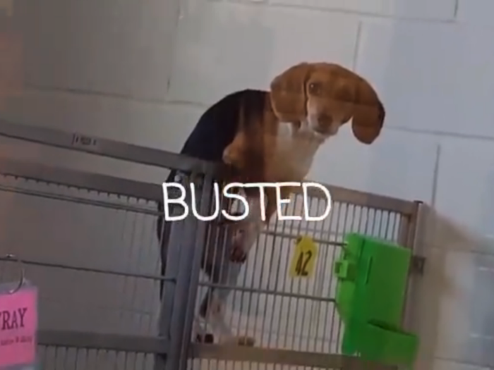 Escaping Beagle Puppy. Isle Of Wight County Animal Shelter - Animal Shelter, Transparent background PNG HD thumbnail