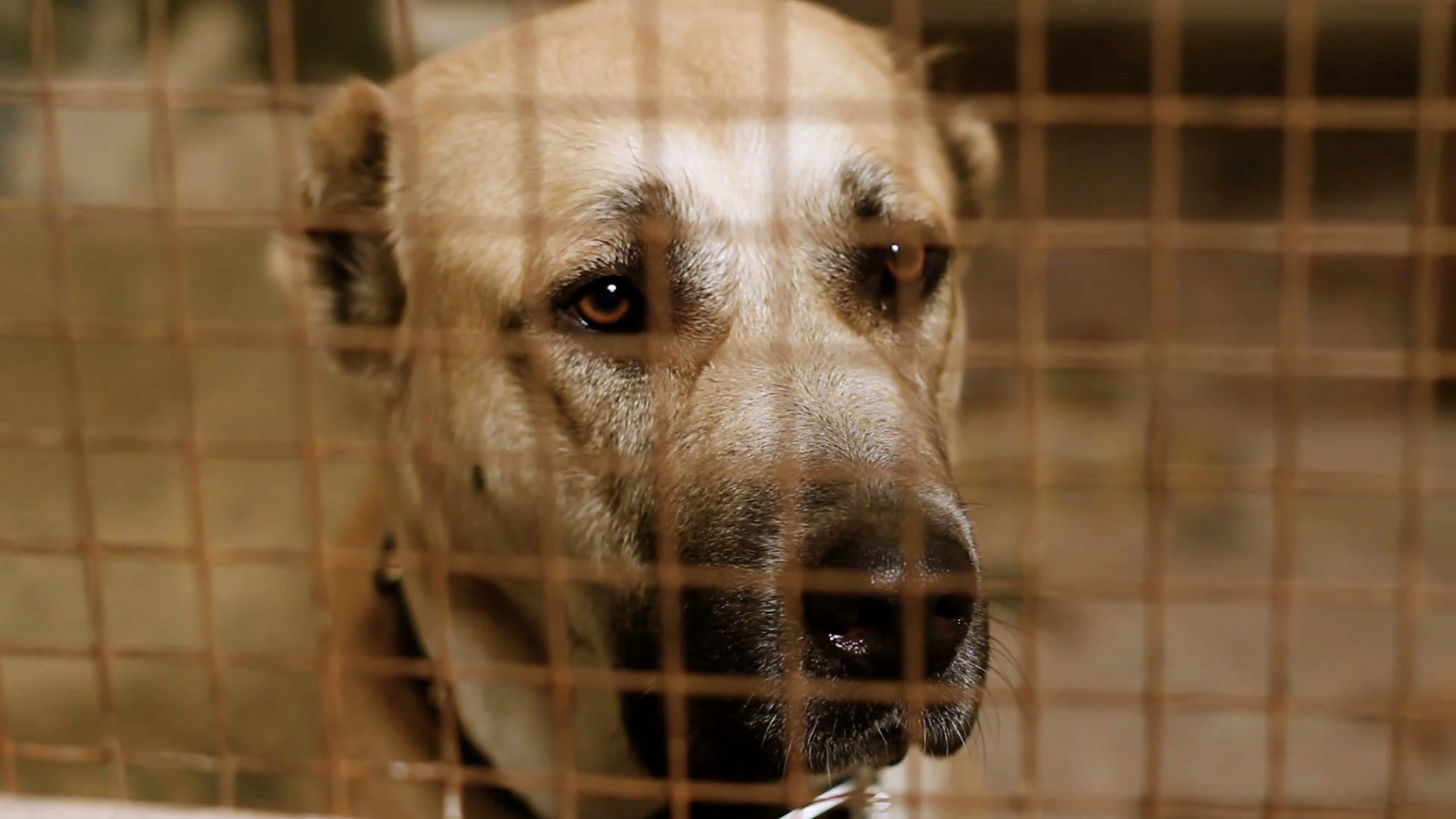 Homeless Central Asian Shepherd Dog Behind Bars In An Animal Shelter. Hd Stock Video Footage   Videoblocks - Animal Shelter, Transparent background PNG HD thumbnail