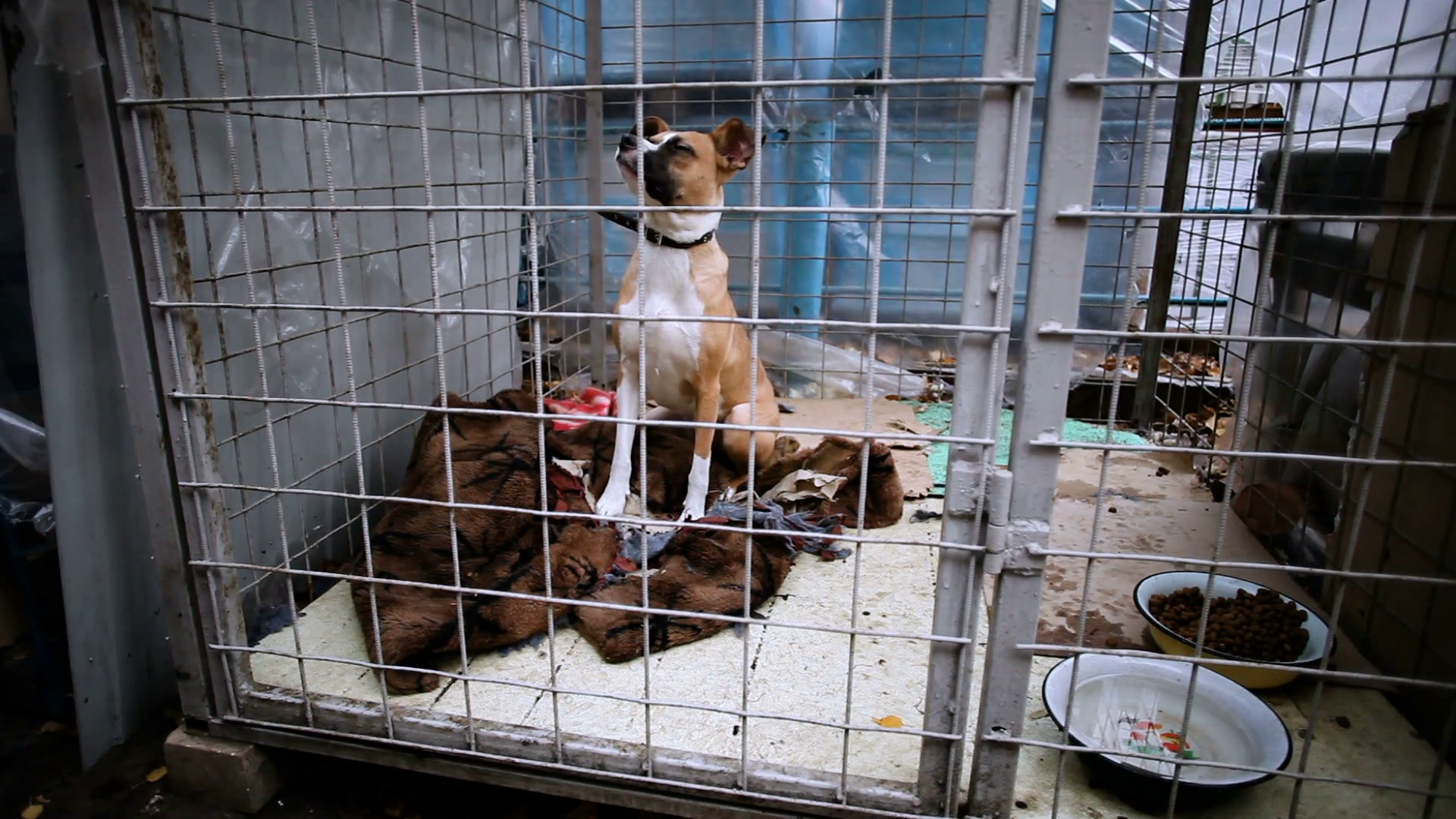 Homeless Smooth Haired White With Red Dog Behind Bars In An Animal Shelter. Hd Stock Video Footage   Videoblocks - Animal Shelter, Transparent background PNG HD thumbnail