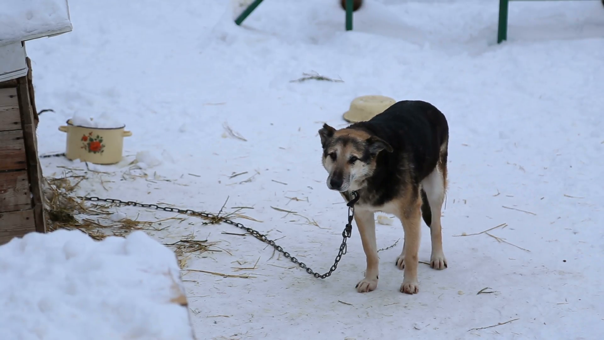 Outdoors Animal Shelter In Winter, Dog On Chain Near A Doghouse Waits For New Owners Stock Video Footage   Videoblocks - Animal Shelter, Transparent background PNG HD thumbnail