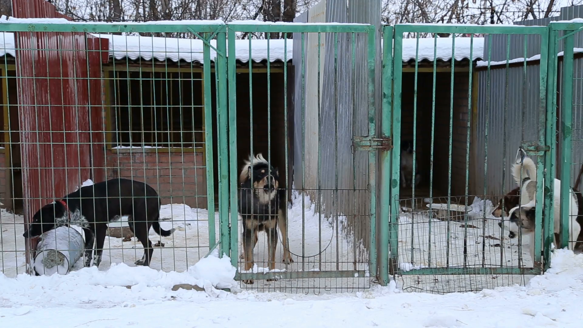 Outdoors Animal Shelter In Winter, The Dogs Bark Behind Bars, They Missing His Owners And Waiting For New Owners Stock Video Footage   Videoblocks - Animal Shelter, Transparent background PNG HD thumbnail