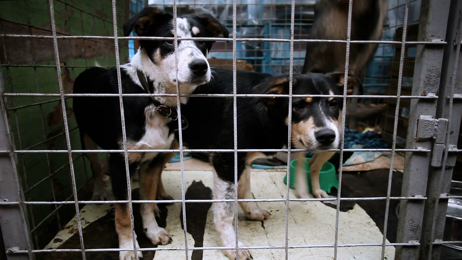 Three Homeless Cute Mongrel Puppies Looking At Camera Through Bars In An Animal Shelter. Hd Stock Video Footage   Videoblocks - Animal Shelter, Transparent background PNG HD thumbnail