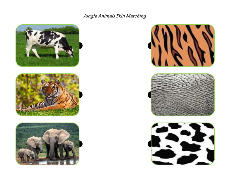 Jungle Animals Skin Matching - Animal Skin, Transparent background PNG HD thumbnail