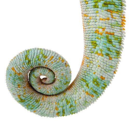 . Hdpng.com 467924 Chameleon Tail - Animal Tail, Transparent background PNG HD thumbnail