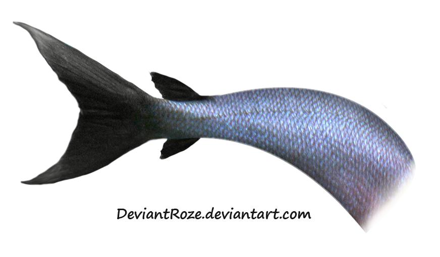 Download Png Image   Mermaid Tail Free Png Image 597 - Animal Tail, Transparent background PNG HD thumbnail