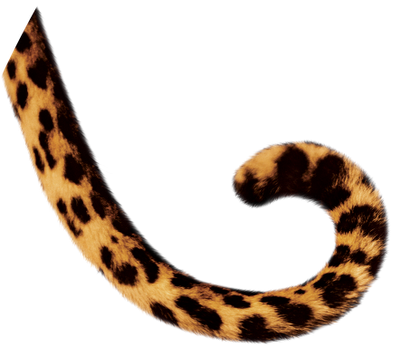 File:tiger Thing.png - Animal Tail, Transparent background PNG HD thumbnail