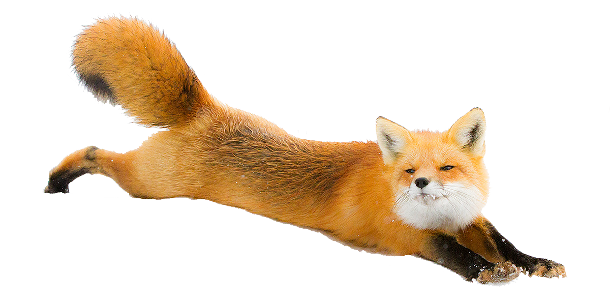 Fox Png - Animal Tail, Transparent background PNG HD thumbnail