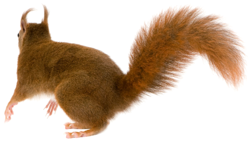 [ Img] - Animal Tail, Transparent background PNG HD thumbnail