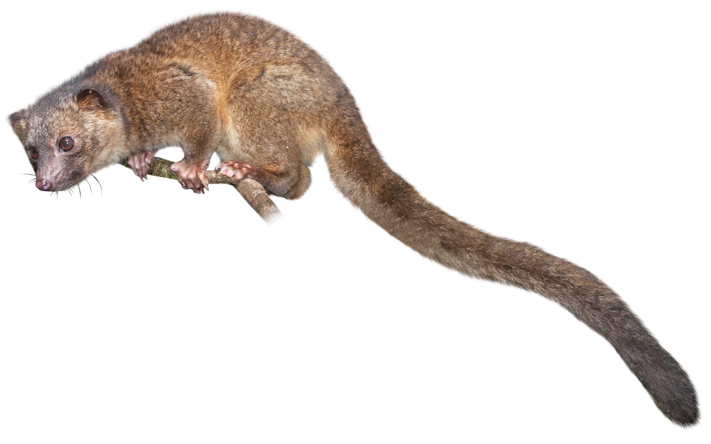Animal Tail PNG-PlusPNG.com-1