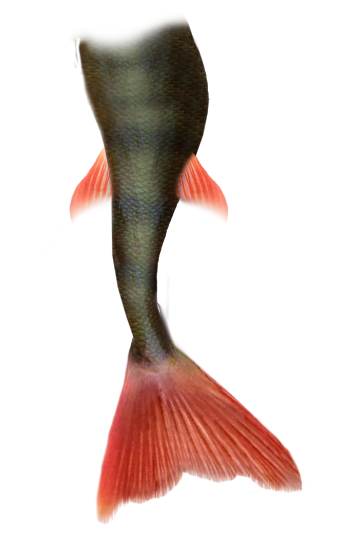 Mermaid Tail Png Pic - Animal Tail, Transparent background PNG HD thumbnail