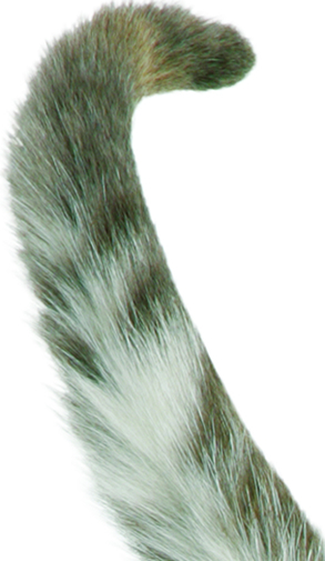 Most People Think That Cats Have Only One Tail, But I Have Proof Otherwise U2013 They Really Have Nine. Donu0027T Believe Me? Consider The Following Argument: - Animal Tail, Transparent background PNG HD thumbnail