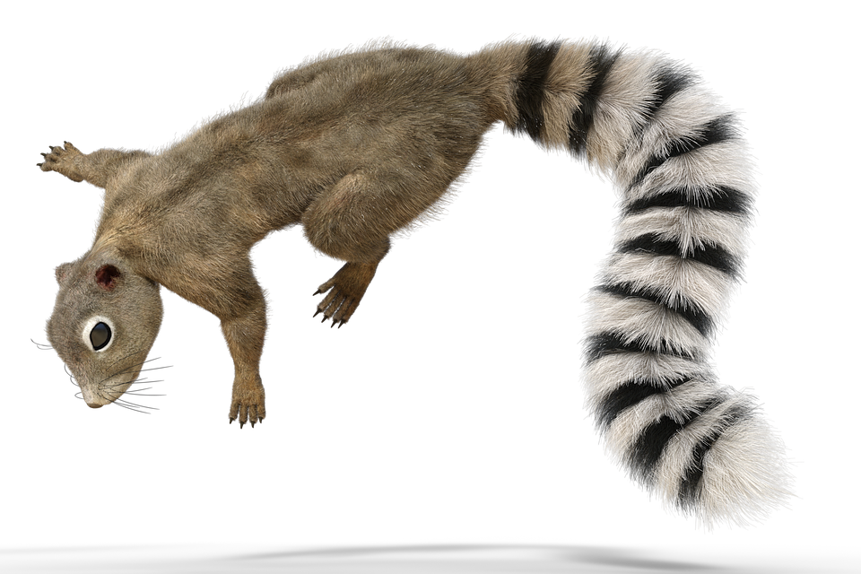 Squirrel Tail Animal Forest Fur Nature Cute - Animal Tail, Transparent background PNG HD thumbnail