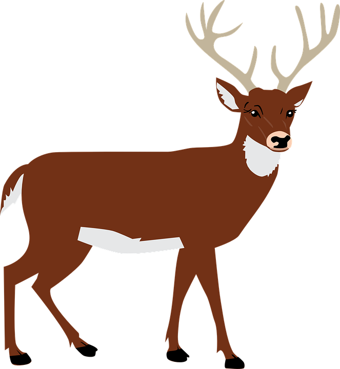 Reindeer, Animal, Wildlife