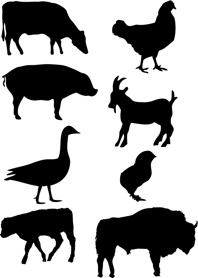 Image; User - Animal Vector, Transparent background PNG HD thumbnail