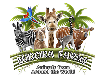 Eudora Farms - Animals At The Zoo, Transparent background PNG HD thumbnail