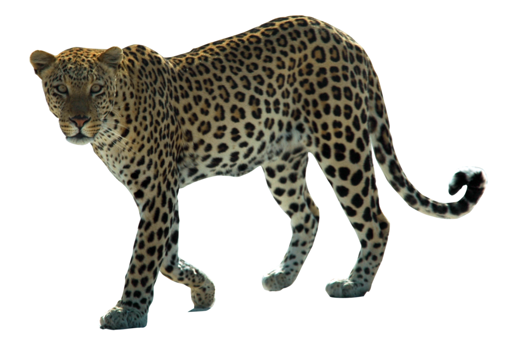 Leopard Png By Kasirun Hasibuan Hdpng.com  - Animals That Run, Transparent background PNG HD thumbnail