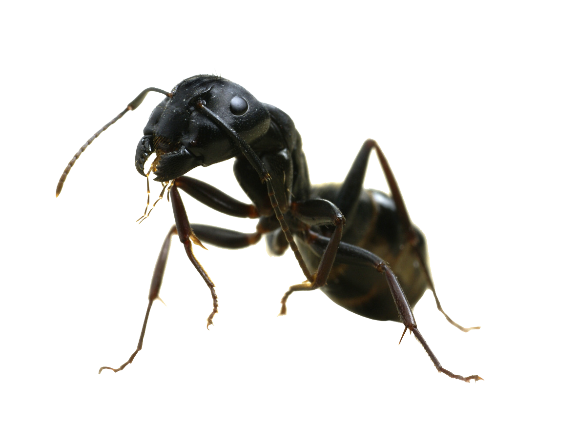Ant Free Png Image - Ant, Transparent background PNG HD thumbnail