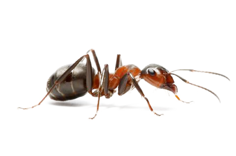 Ant Png - Ant, Transparent background PNG HD thumbnail