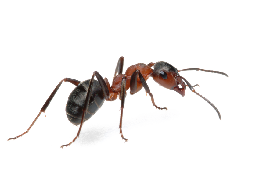 Ant Png - Ant, Transparent background PNG HD thumbnail