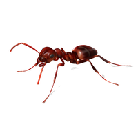 Ant Png Image Png Image - Ant, Transparent background PNG HD thumbnail