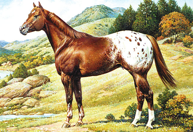 Painting Of An Appaloosa Horse - Appaloosa Horse Club, Transparent background PNG HD thumbnail