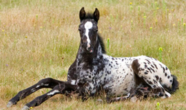 The Oklahoma Appaloosa Horse Club Was Formed In September 1958, And Remains One Of The Oldest Active Regional Appaloosa Horse Club Clubs In The United Hdpng.com  - Appaloosa Horse Club, Transparent background PNG HD thumbnail