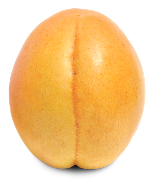 Ripe Apricot Fruit Png Image - Apricot, Transparent background PNG HD thumbnail