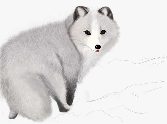 A Fox, Arctic Fox, Cute Fox Png Image And Clipart - Arctic Fox Cute, Transparent background PNG HD thumbnail