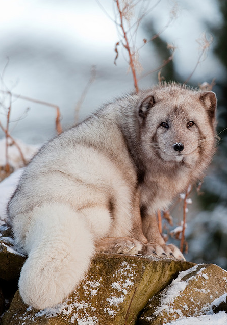 Arctic Fox By Serad - Arctic Fox Cute, Transparent background PNG HD thumbnail