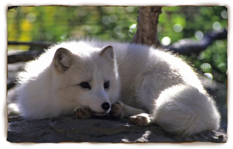 Arctic Fox | San Diego Zoo   Kids - Arctic Fox Cute, Transparent background PNG HD thumbnail