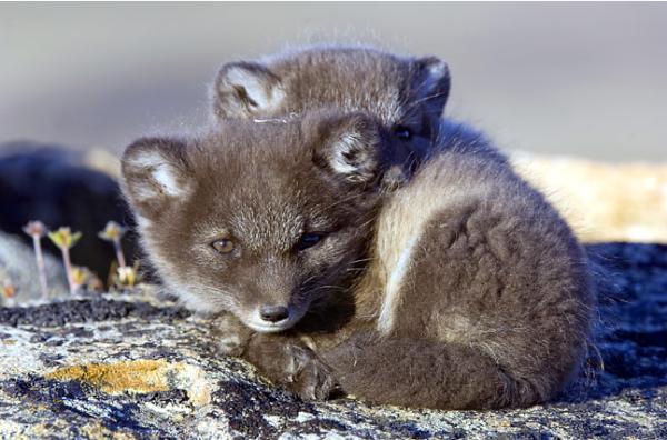 . Hdpng.com Cute Animals Arctic Fox - Arctic Fox Cute, Transparent background PNG HD thumbnail