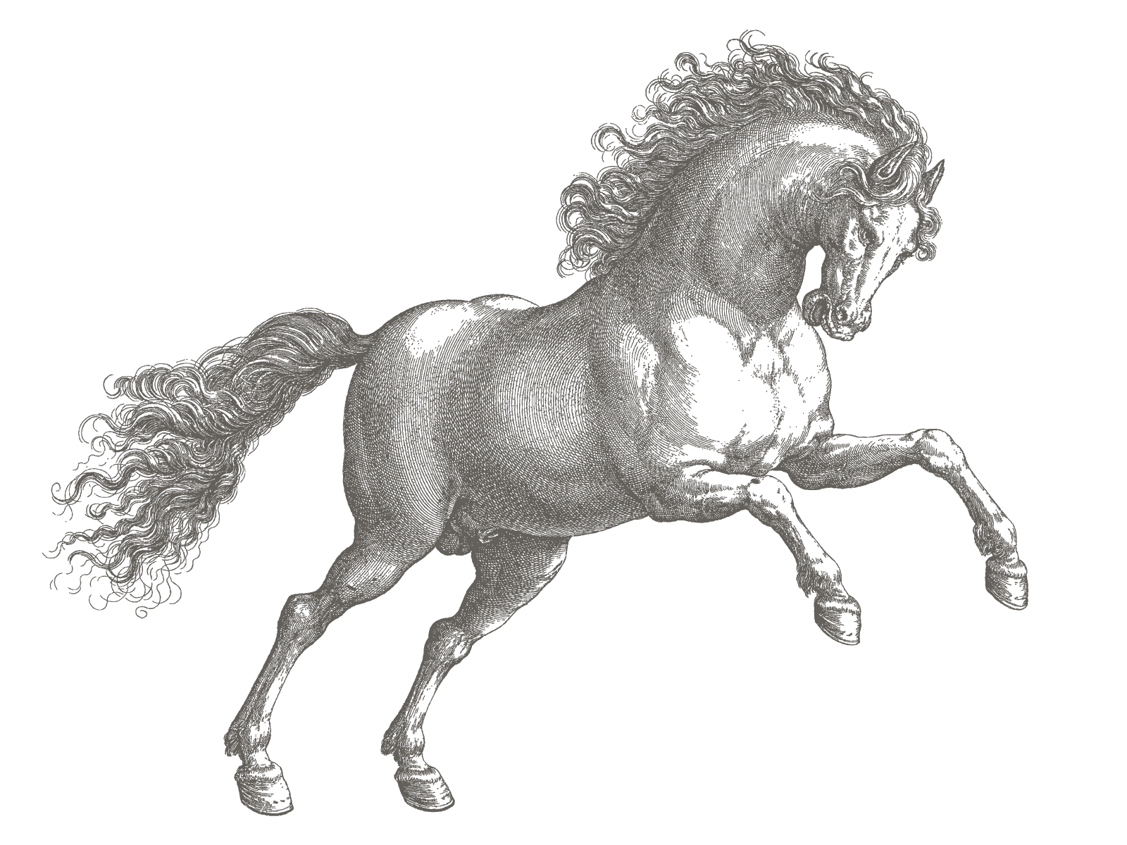 Arno vector logo