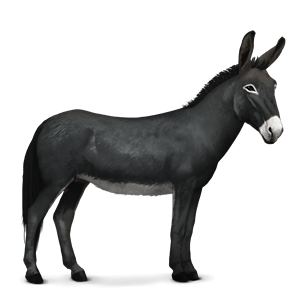 burro asino jackass