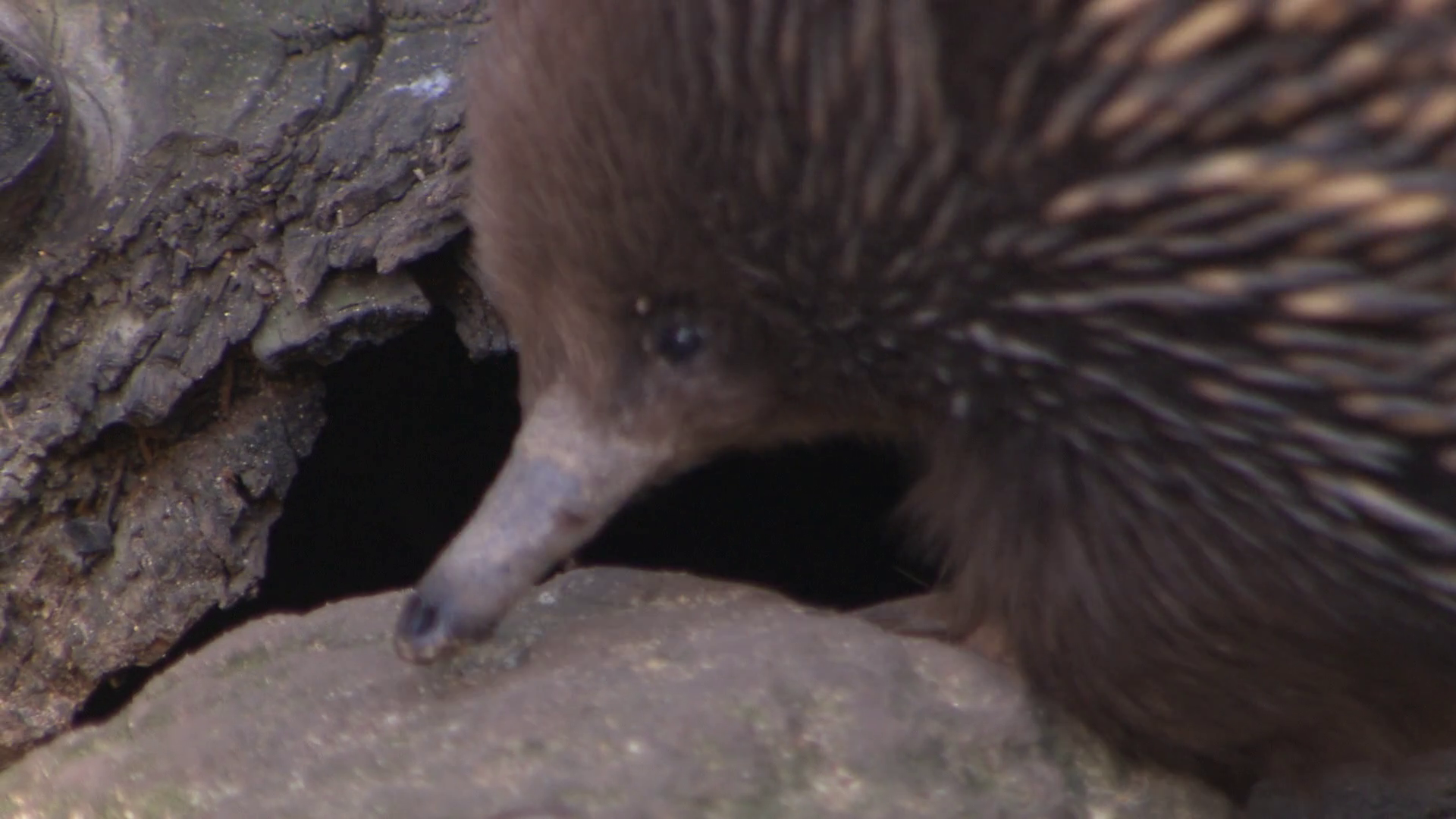 Australian Animal PNG HD-Plus