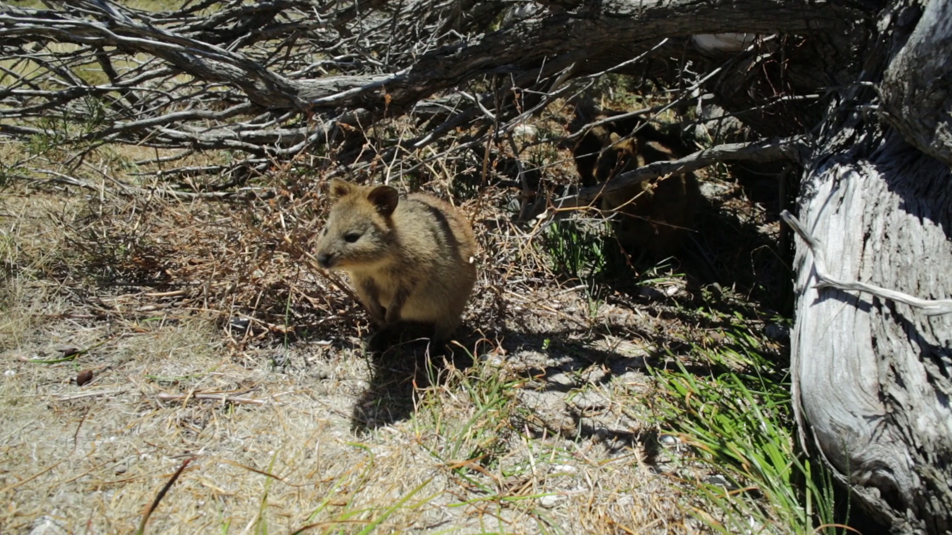 A Friendly Quokka On Rottnest Island In A Sunny Day, Western Australia, Australia. Quokka Is At Risk Of Extinction And Is Protected. - Australian Animal, Transparent background PNG HD thumbnail