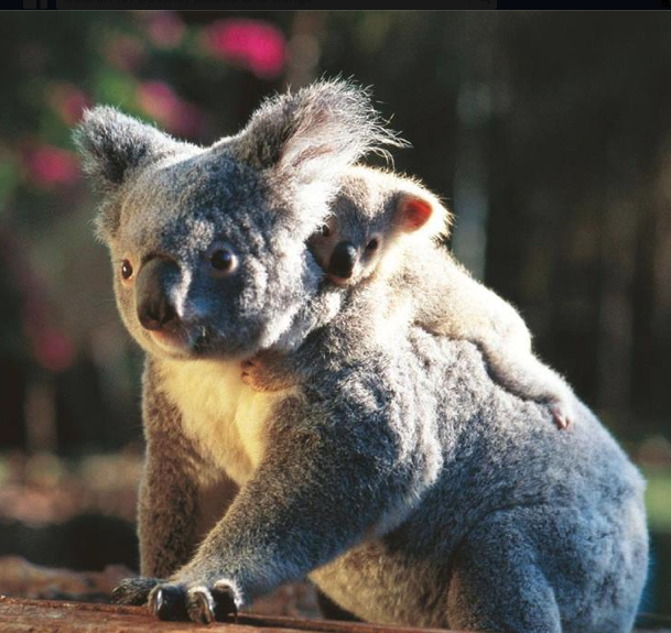 Australia Images Koala Hd Wallpaper And Background Photos - Australian Animal, Transparent background PNG HD thumbnail