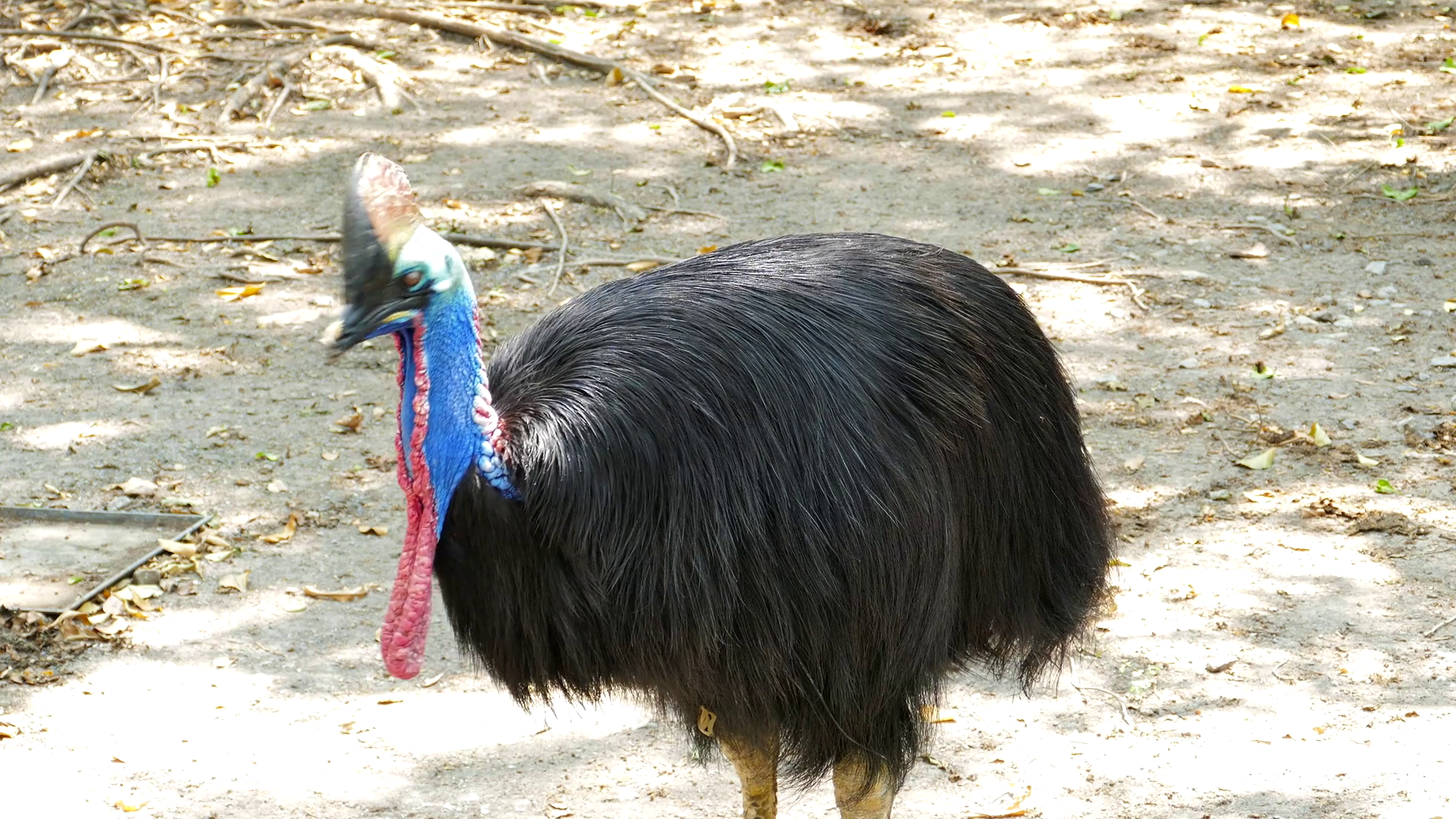 Cassowary Is The Largest Bird, Have Native To Papua New Guinea, Indonesia And Northeastern Australia. Stock Video Footage   Videoblocks - Australian Animal, Transparent background PNG HD thumbnail