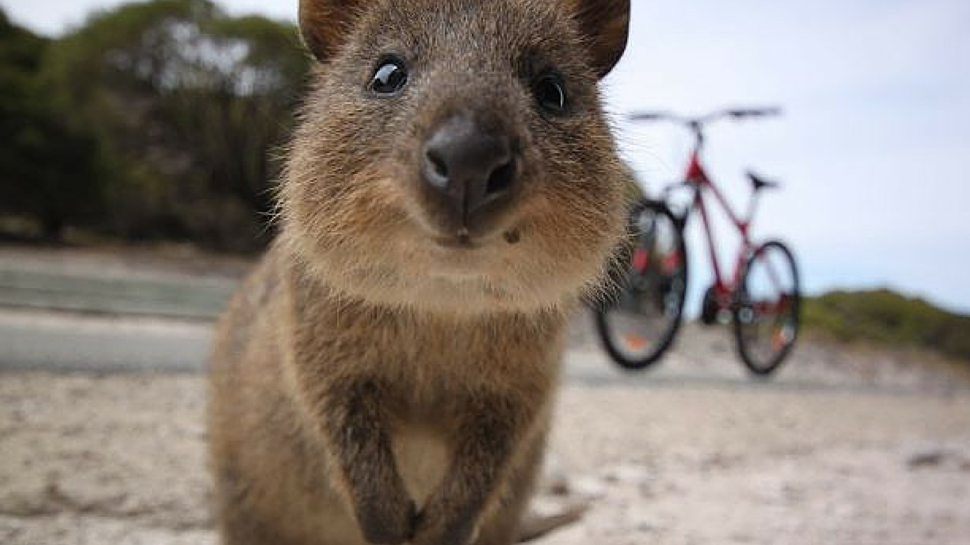 Australia images Koala HD wal