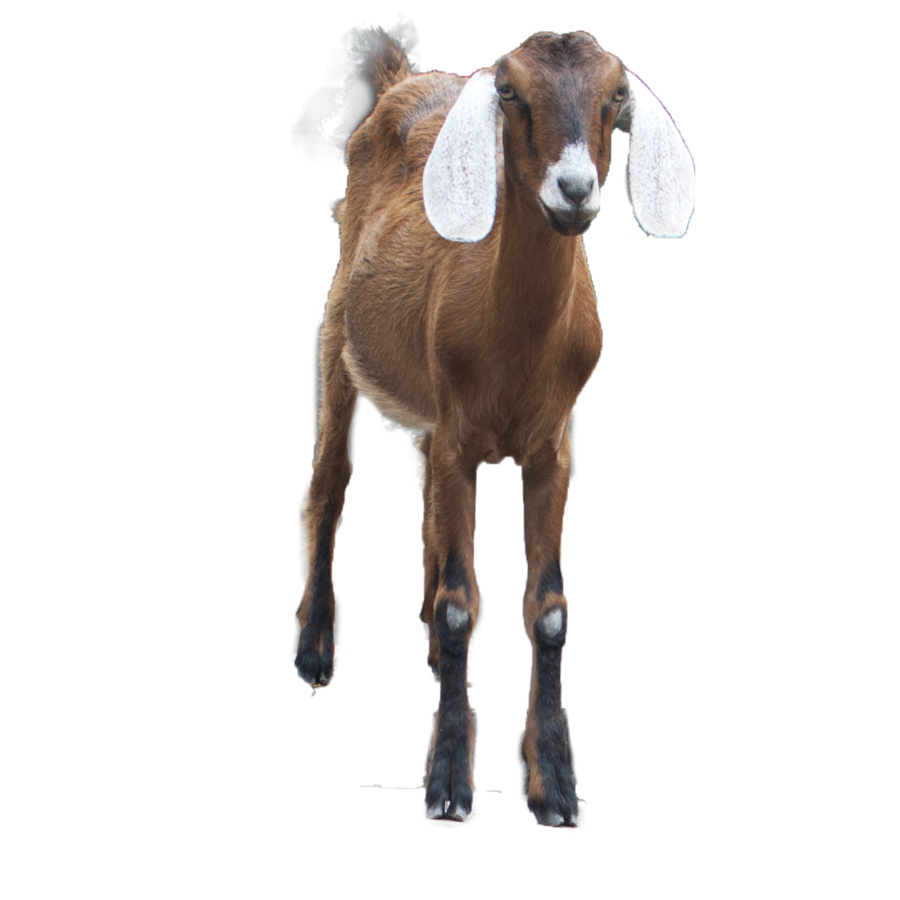 Download Png Image   Goat Png Hd 426 - Australian Animal, Transparent background PNG HD thumbnail