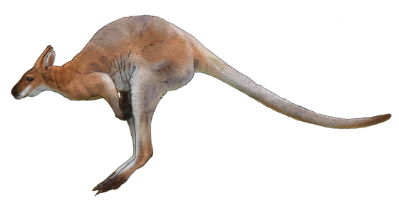 Kangaroo Download Png - Australian Animal, Transparent background PNG HD thumbnail
