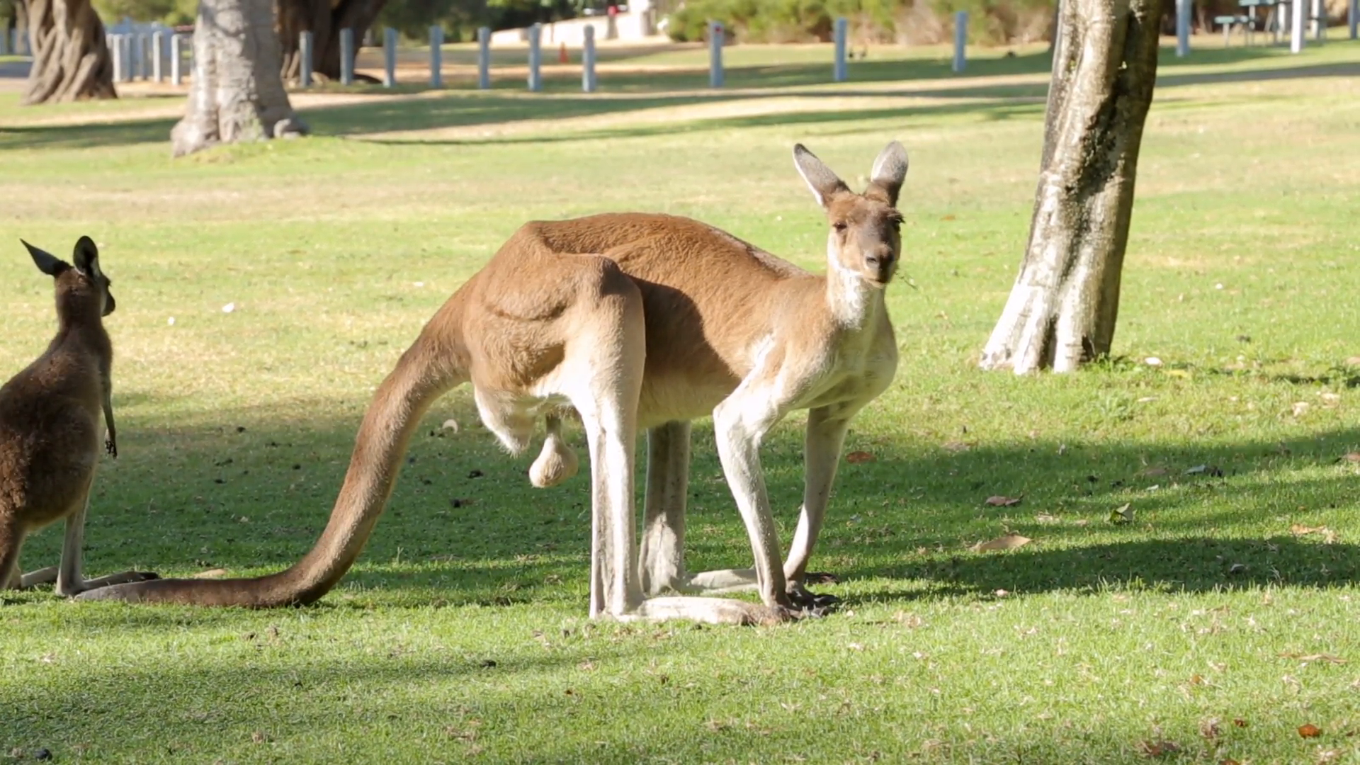 Pan Of Large Male Kangaroo Eats Grass, Western Australia Stock Video Footage   Videoblocks - Australian Animal, Transparent background PNG HD thumbnail