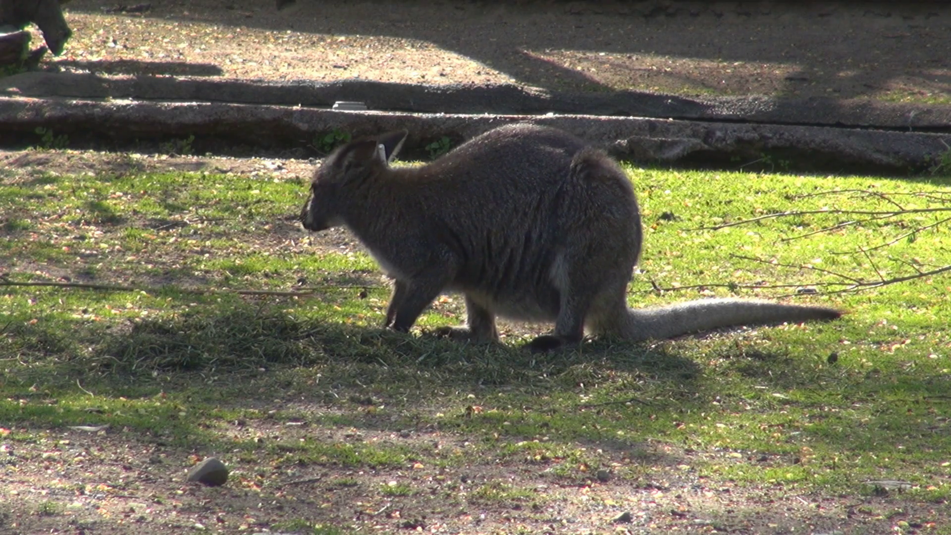 Wild Australian Kangaroo Eat Green Grass Adorable Animal Looking For Danger Day Stock Video Footage   Videoblocks - Australian Animal, Transparent background PNG HD thumbnail