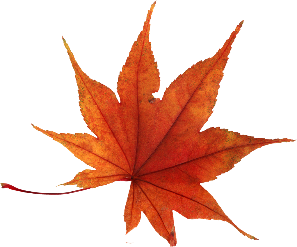 Autumn Leaves Hd Png Hdpng.com 1021 - Autumn Leaves, Transparent background PNG HD thumbnail