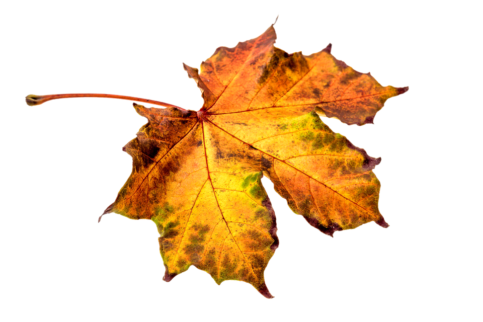 Autumn, Leaves, Leaf, Transparent, Fall Color, Colorful - Autumn Leaves, Transparent background PNG HD thumbnail
