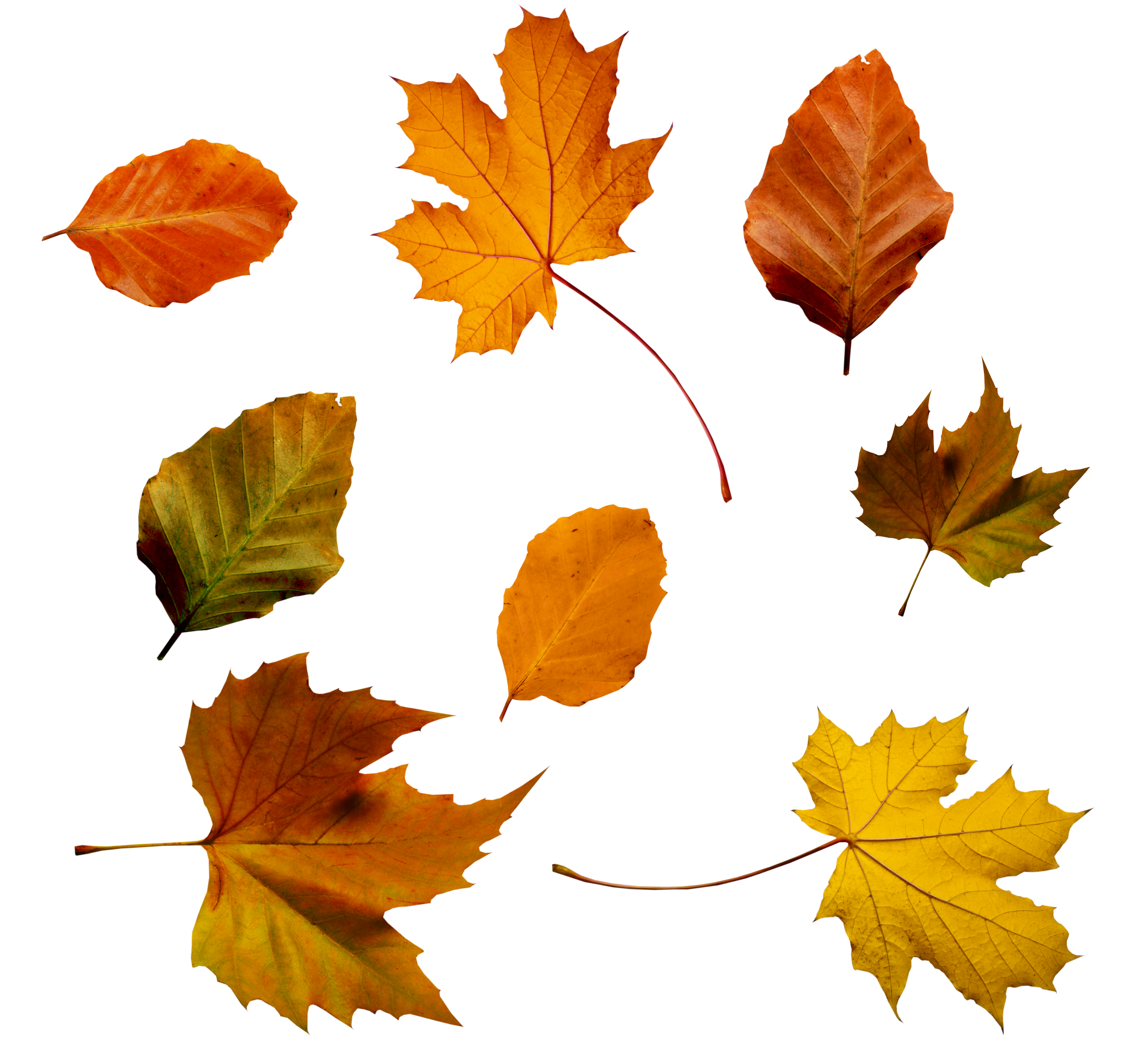Autumn Leaves Psd By Atticresources On Clipart Library - Autumn Leaves, Transparent background PNG HD thumbnail