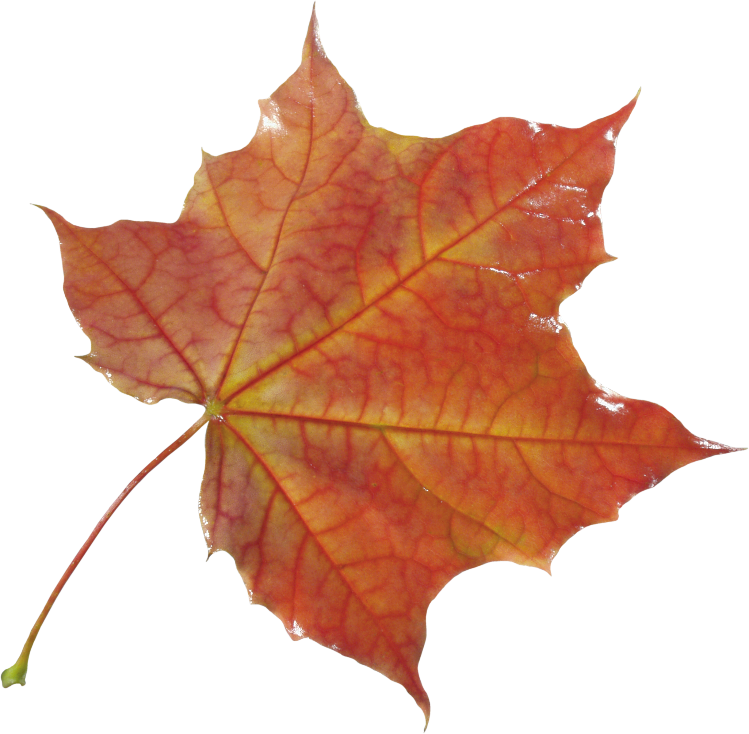 Autumn Png Leaf - Autumn Leaves, Transparent background PNG HD thumbnail